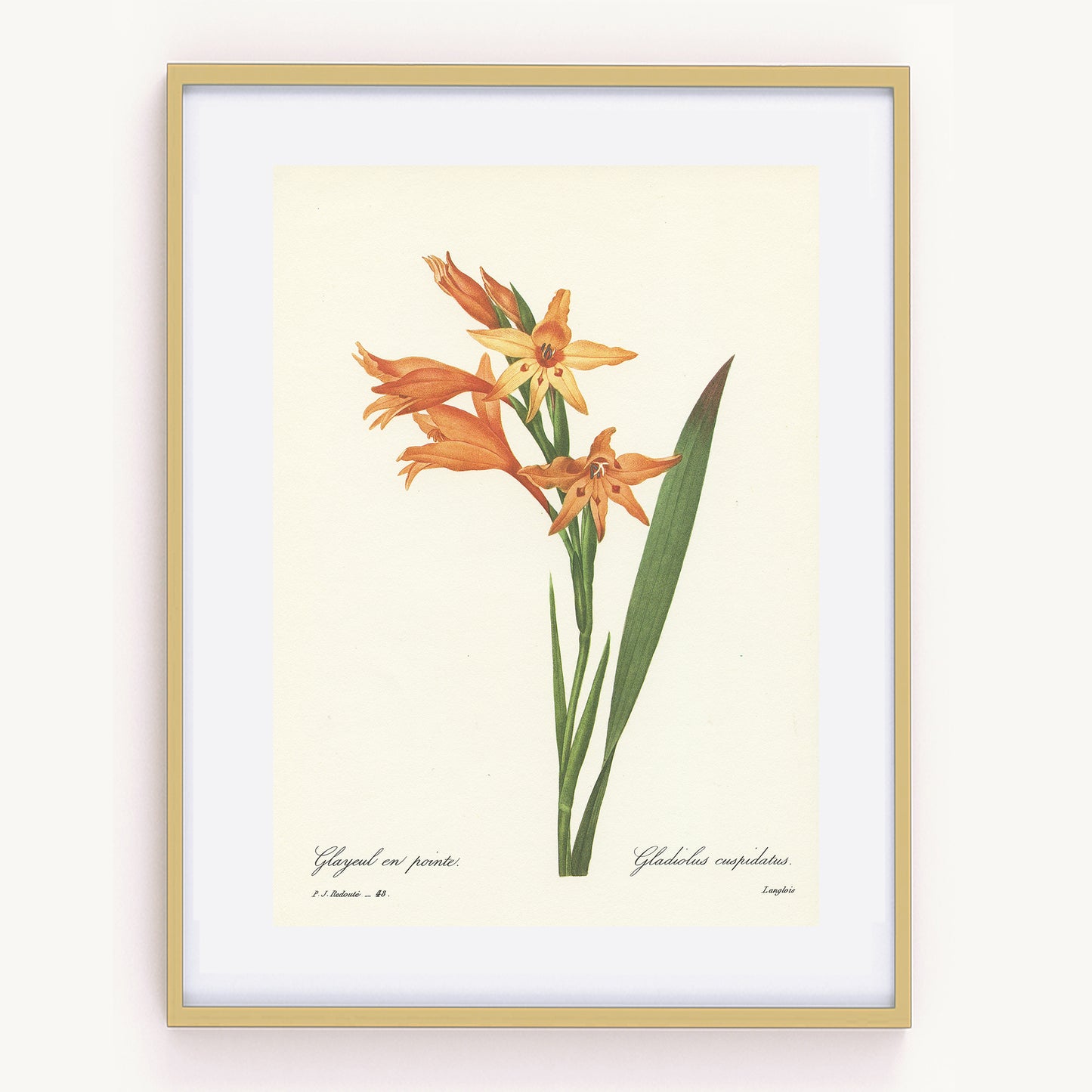 1986 Vintage Redouté Gladiolus Botanical Print