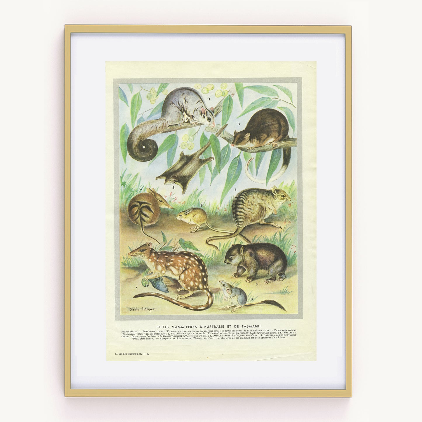 1949 Vintage Australia & Tasmania Marsupials Animal Print