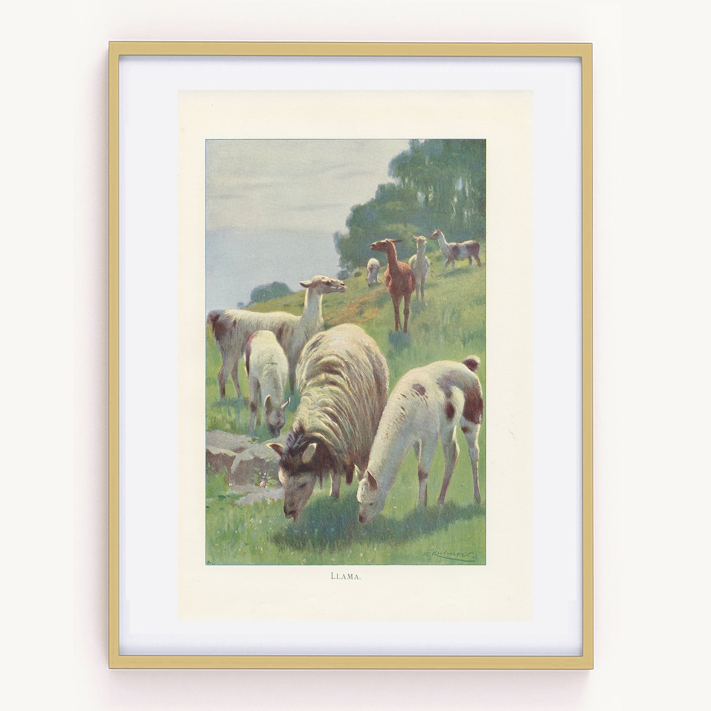 1916 Antique Llama print