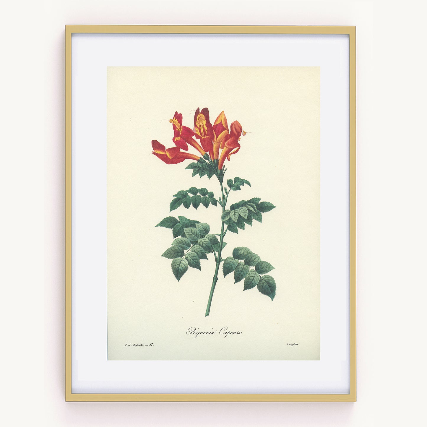 Vintage Redouté Cape Honeysuckle Botanical Print