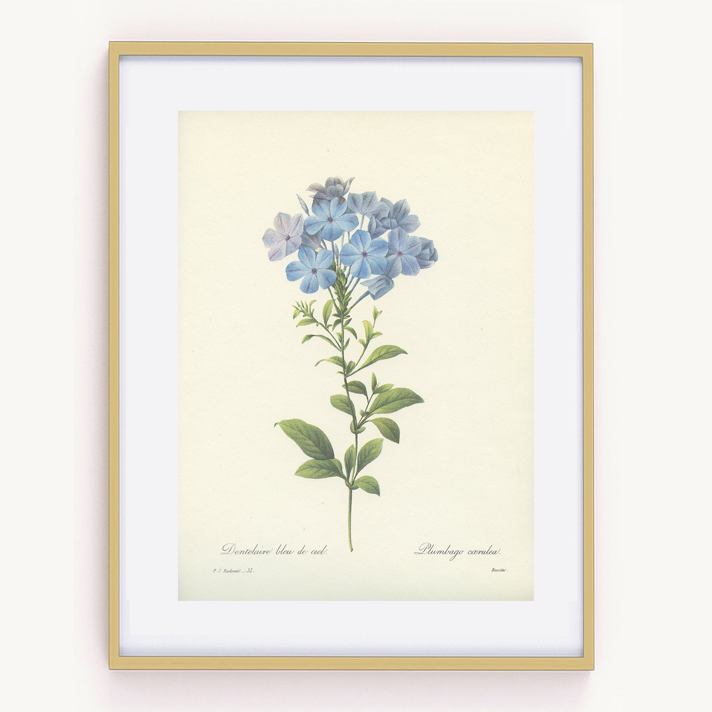 Vintage Redoute Blue Plumbago Botanical Print