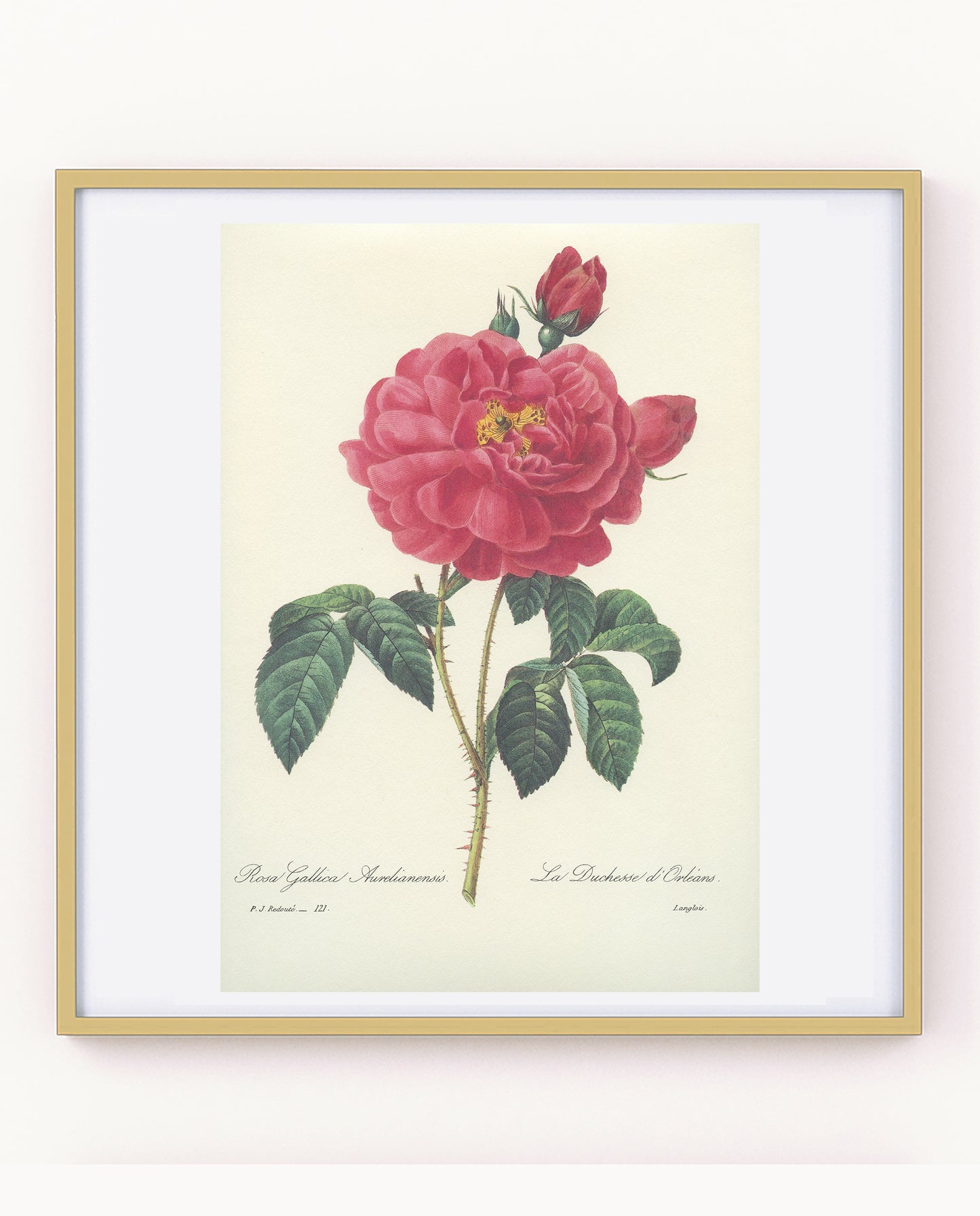 Vintage Redouté Rosa Gallica Botanical Print