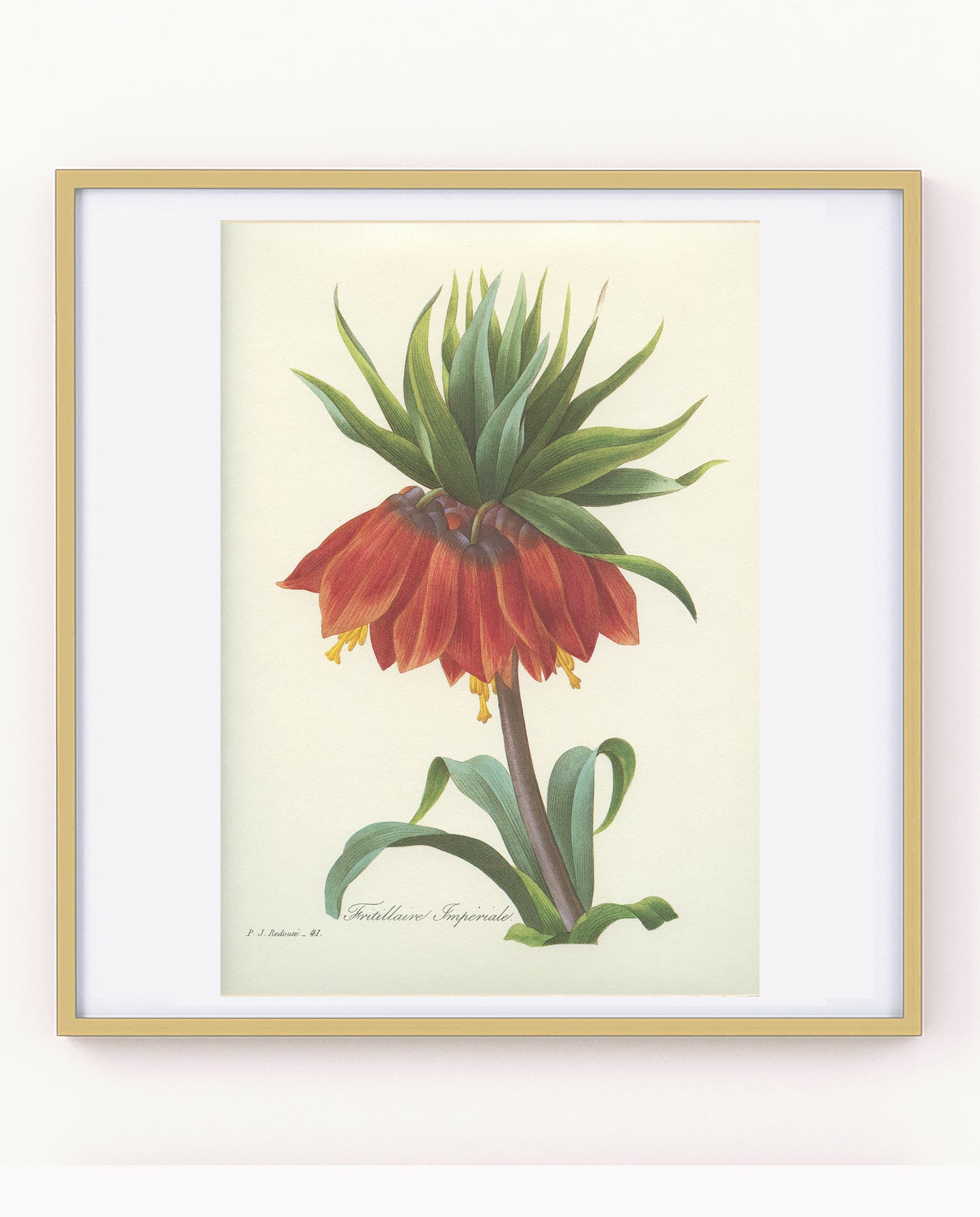1986 Vintage Red Orange Fritillaria Imperialis Botanical Print by Redouté