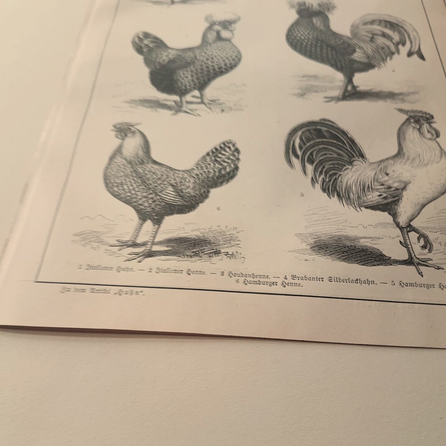 1890 Antique German Dog Breeds Print + Chicken & Wild Fowls