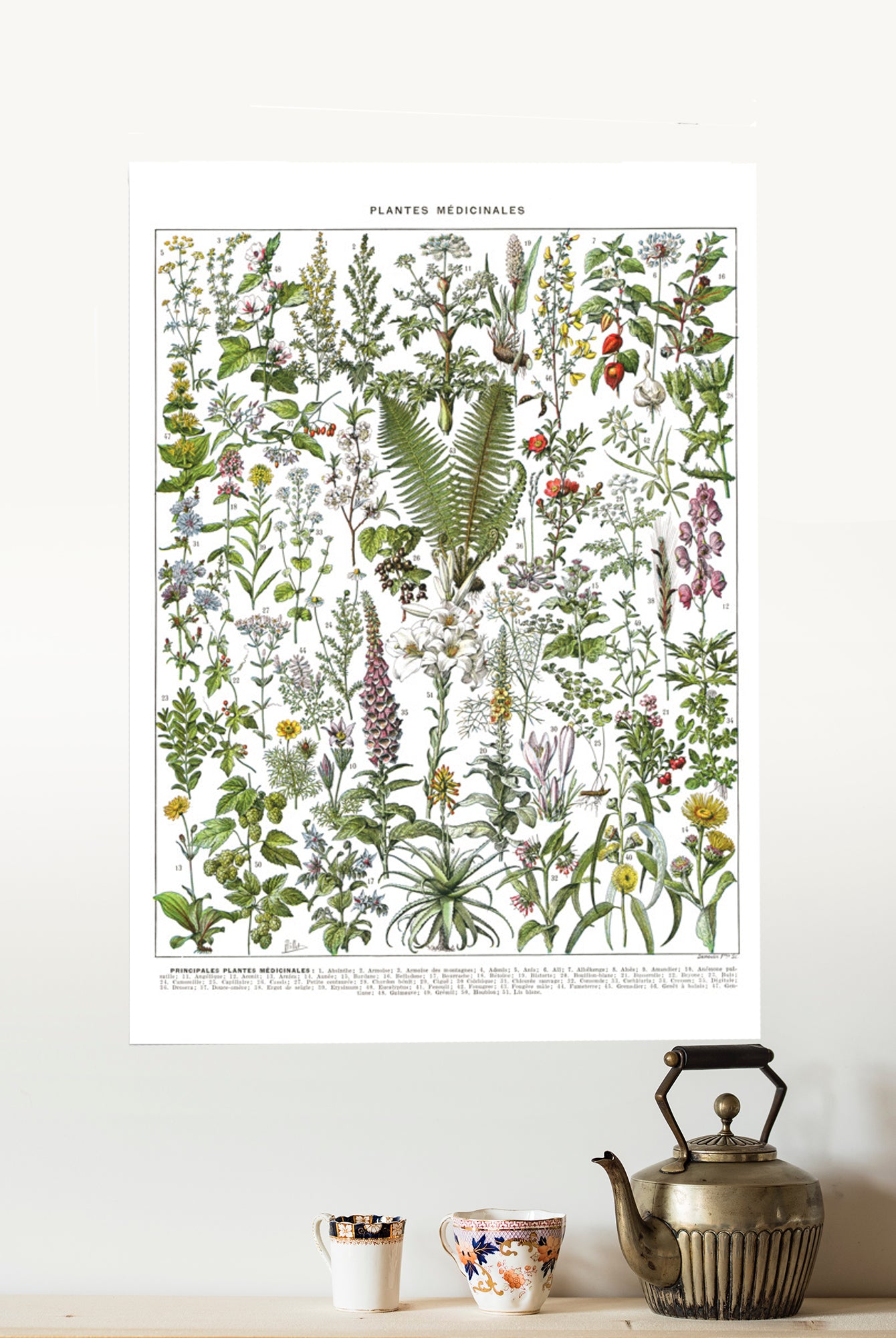 Large medicinal plants botanical poster A to F by Adolphe Millot