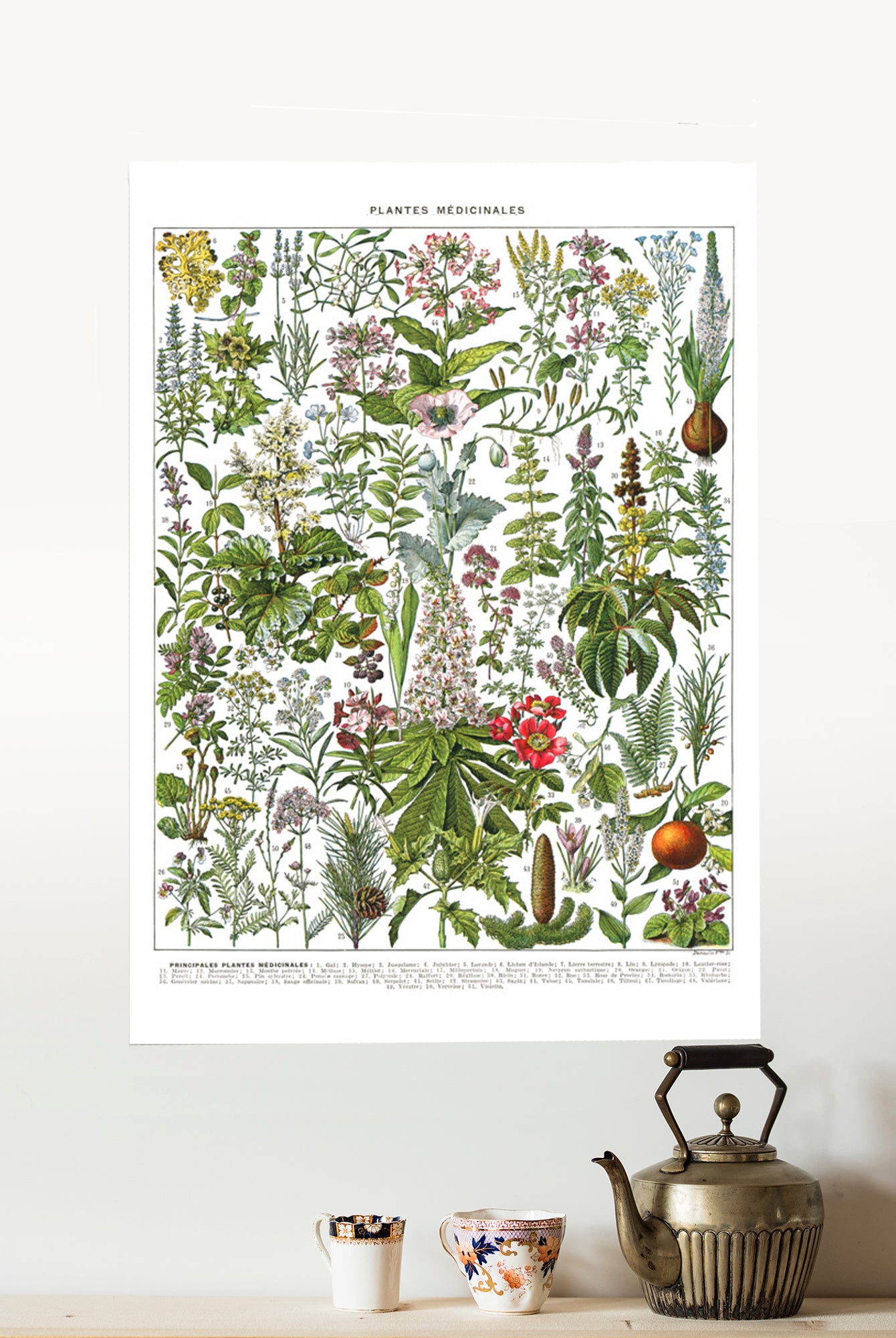 Planche De Botanique Plantes Médicinales | Petit atelier lyonnais Planche De Botanique Plantes Médicinales | Petit atelier lyonnais
