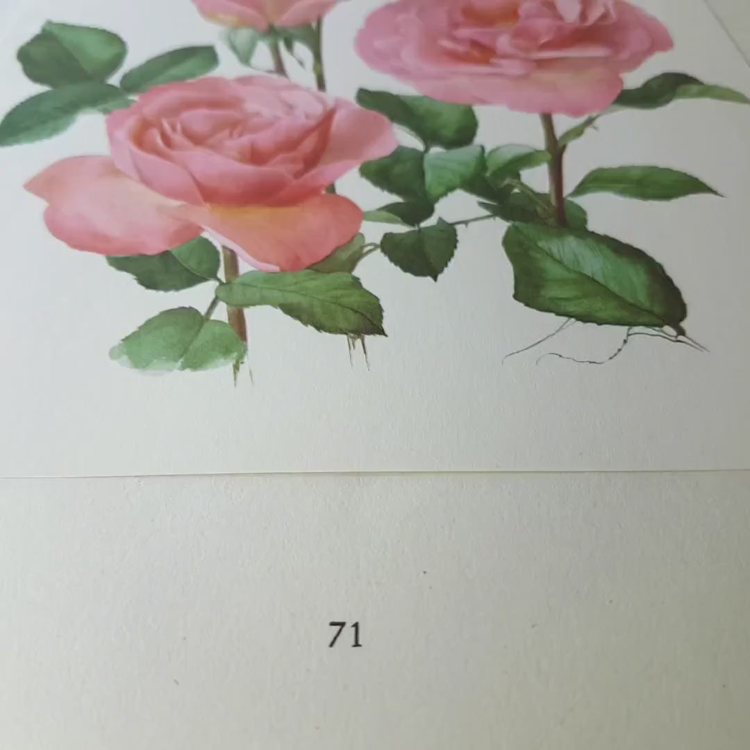 1962 Tiffany Pink Roses art. Vintage Botanical art. Floral print. French country decor. Romantic Roses decor Botanical poster Roses poster