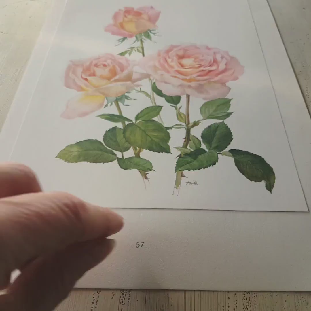 Pink Roses art, 1962 Vintage Botanical art, Vintage floral print, Confidence French country decor Roses decor Botanical poster Roses poster