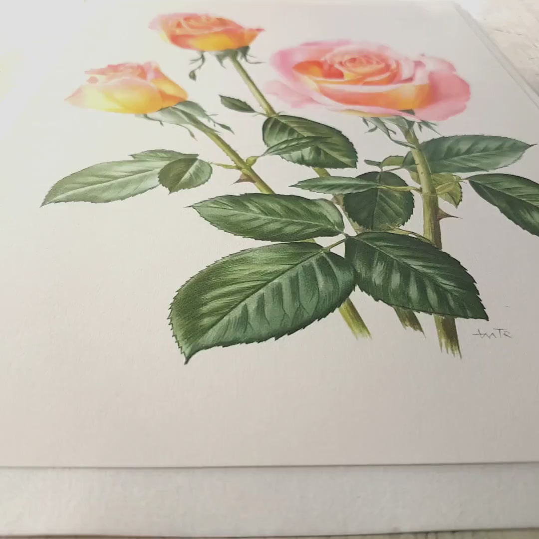 1967 Silva rose flower. Small vintage botanical prints. Coral Pink French country decor floral  wall art. Plant teacher gardener gift.