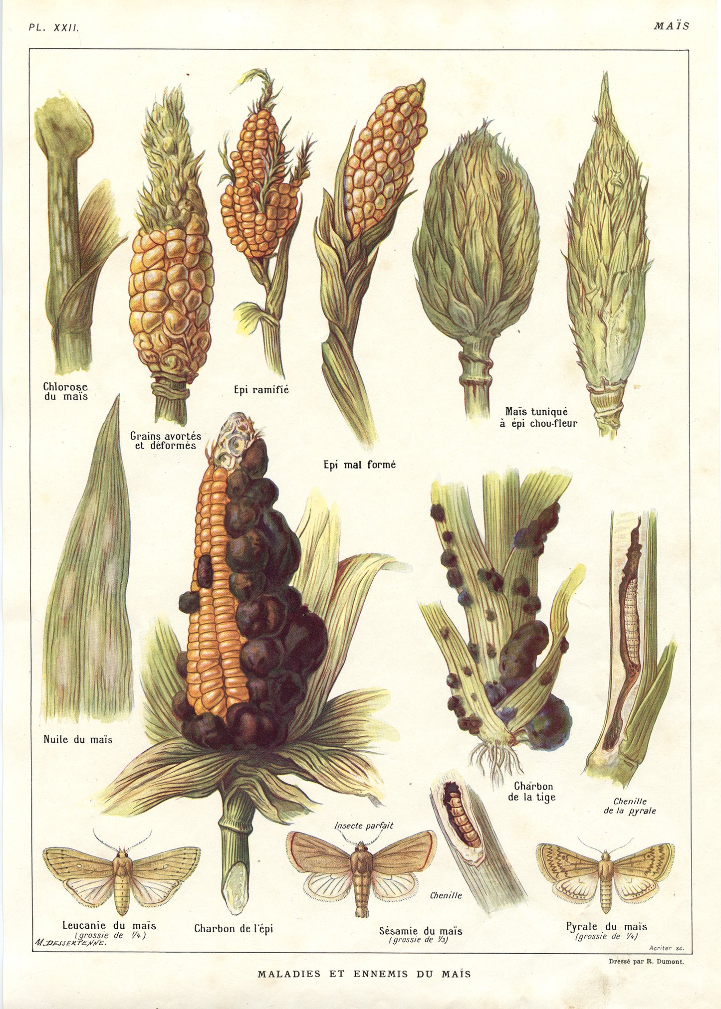 1921 Antique Corn Vegetable poster. Pests & Diseases.