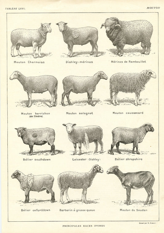 1921 Antique Sheep Breeds Poster