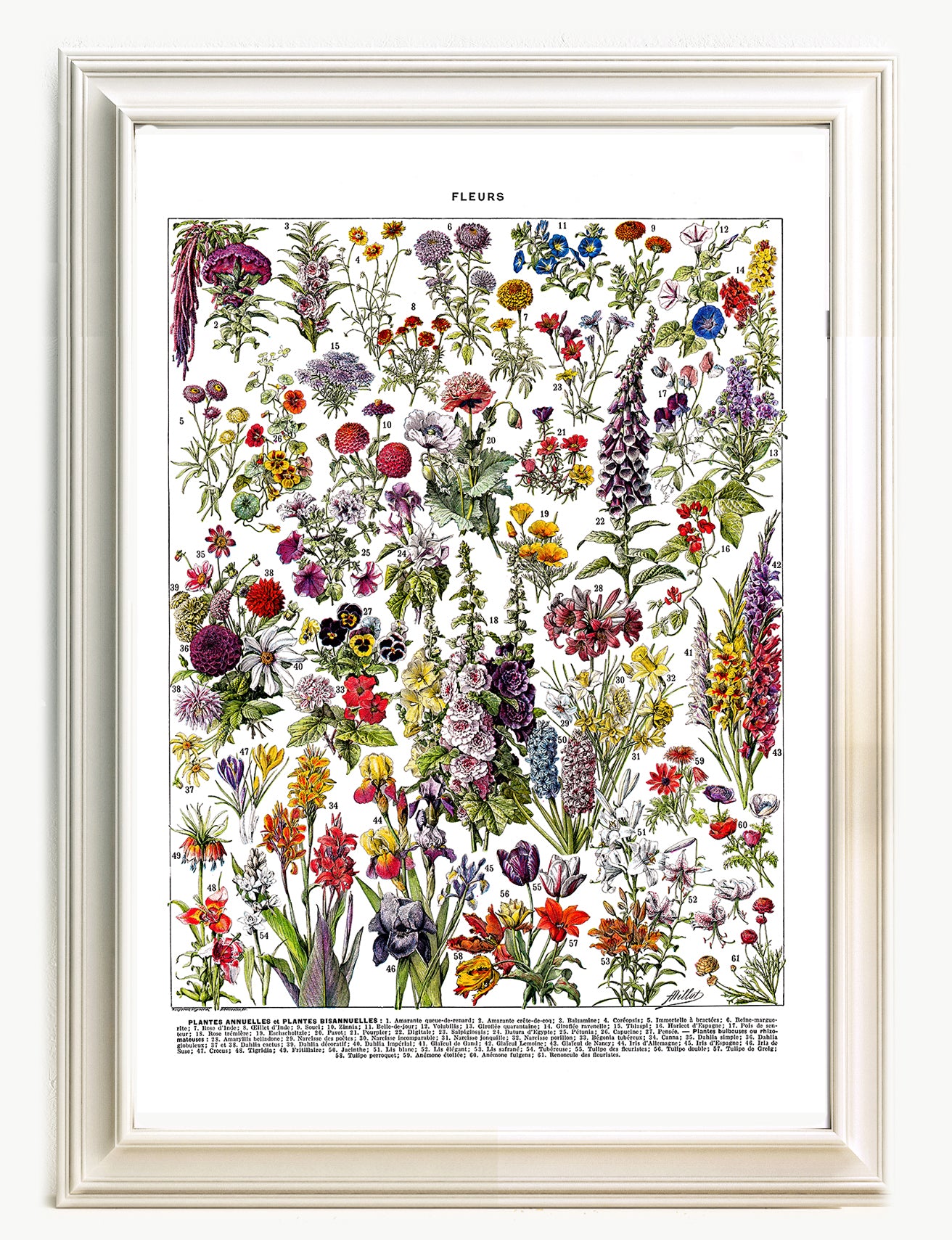 Annual and bi-annual flowers botanical poster chart by Adolphe Millot