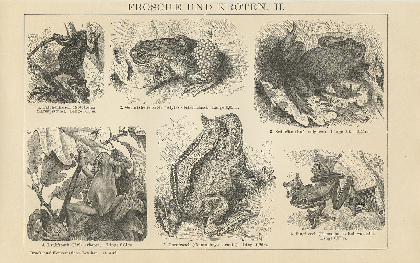 1894 Gravure de Grenouilles et Crapauds en Allemand - Noir et Blanc