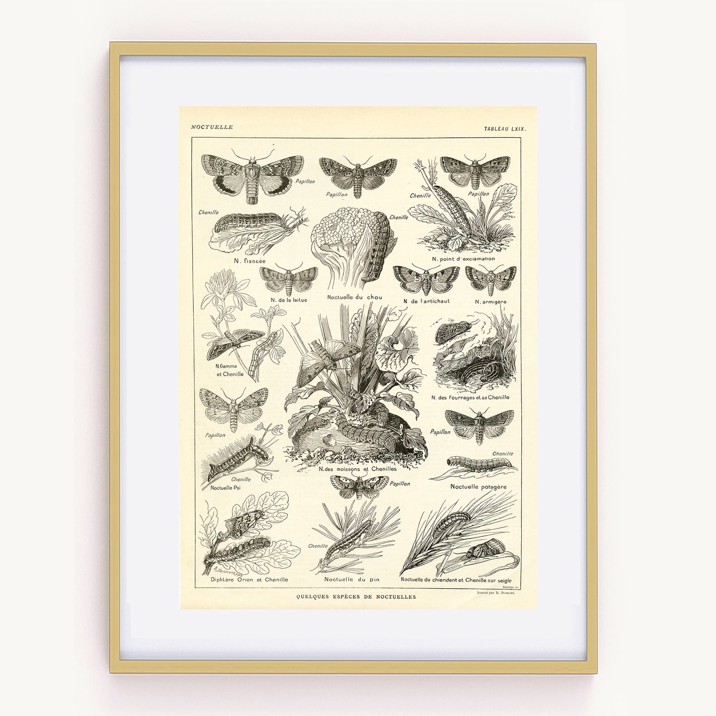 1921 Antique Looper moths insects print
