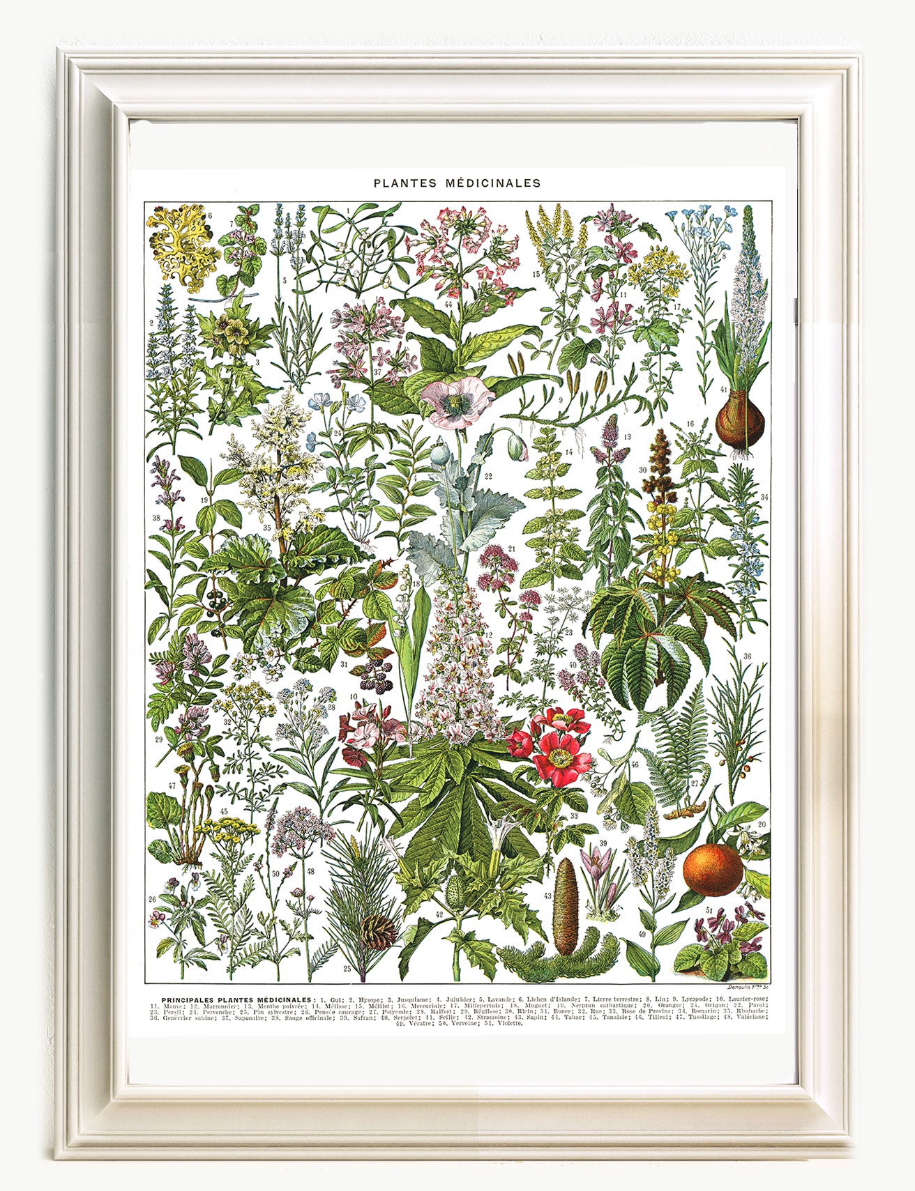 Large medicinal plants botanical poster G to Z by Adolphe Millot