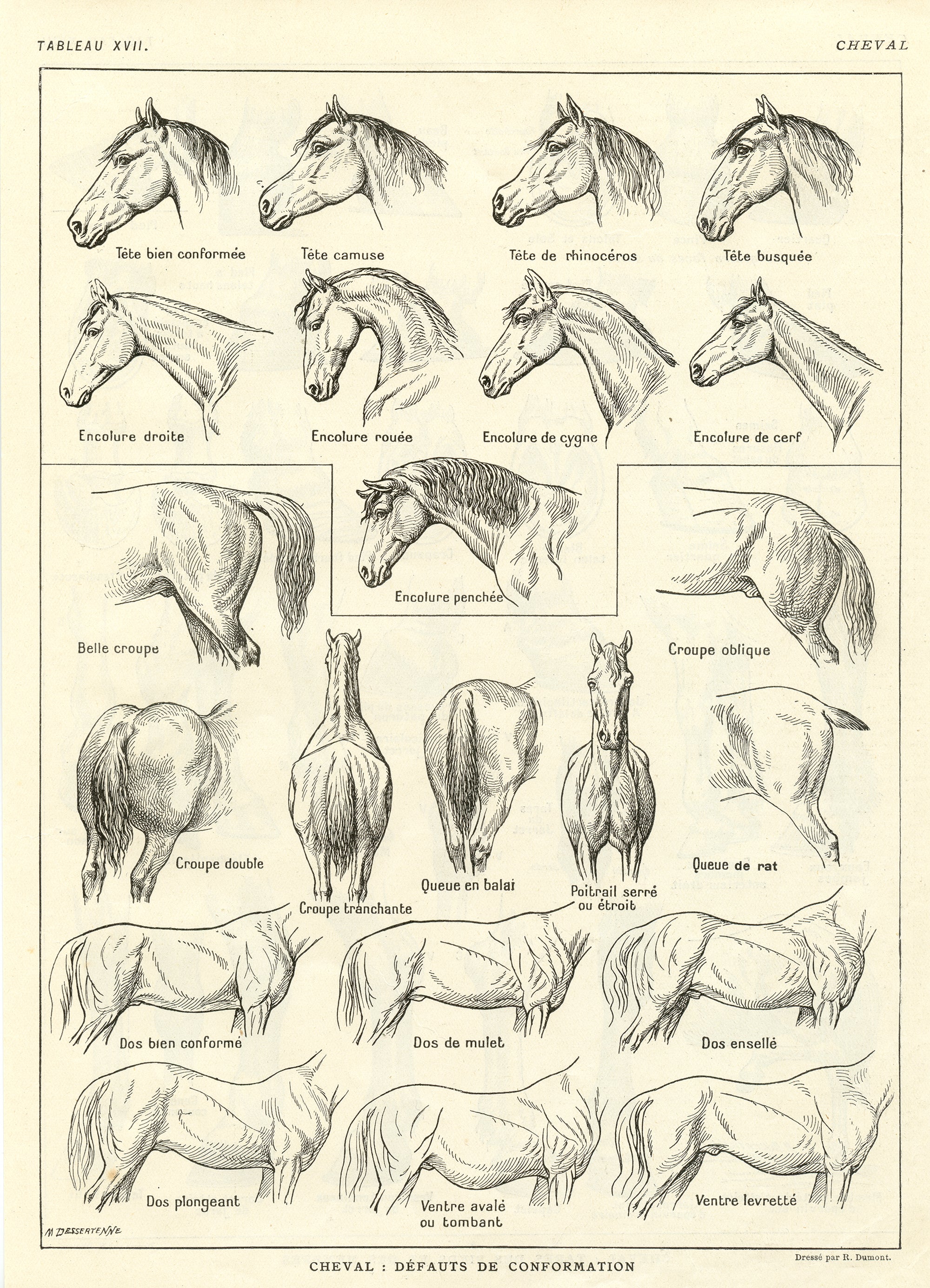 1921 Antique horse leg/back conformation print