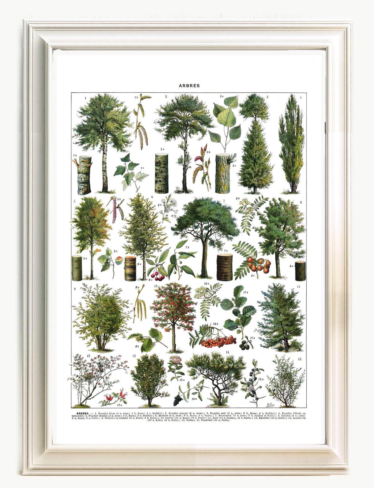 Grande affiche d'arbres d'orenements par Adolphe Millot.