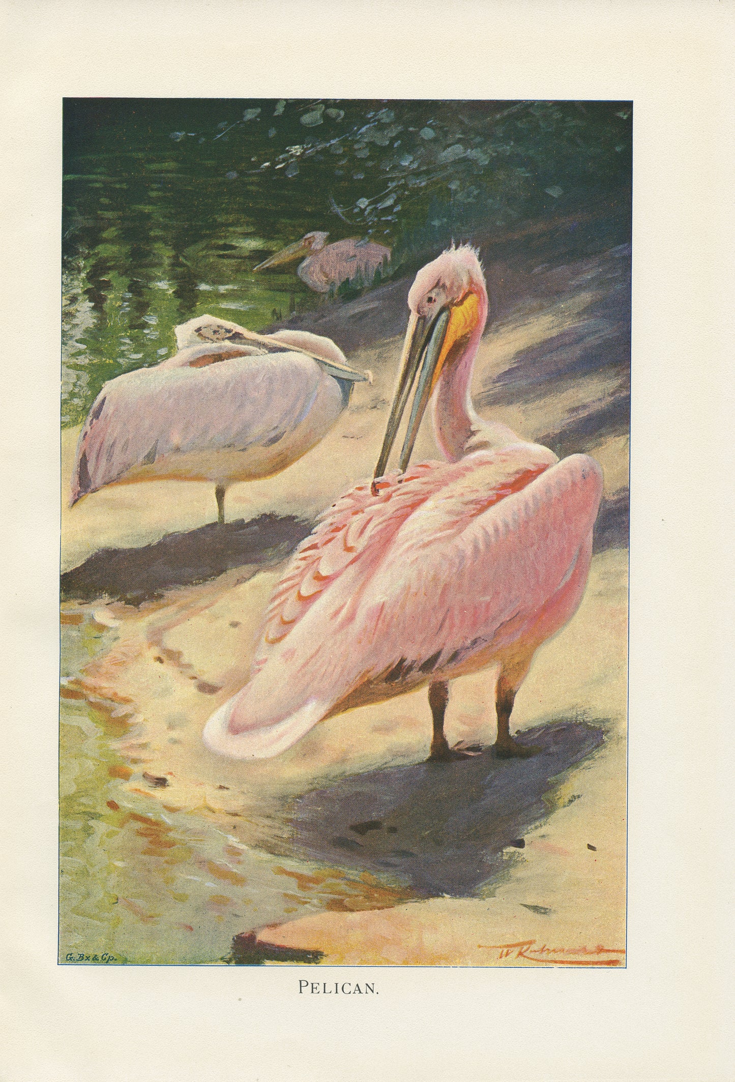 1916 Pelican Print - Lydekker