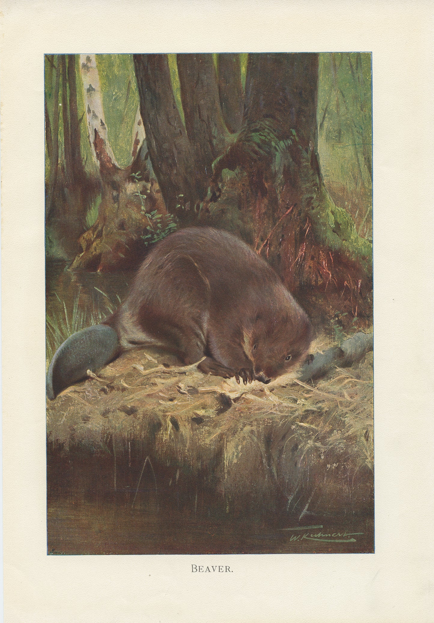 Illustration de castor 1916 - Lydekker