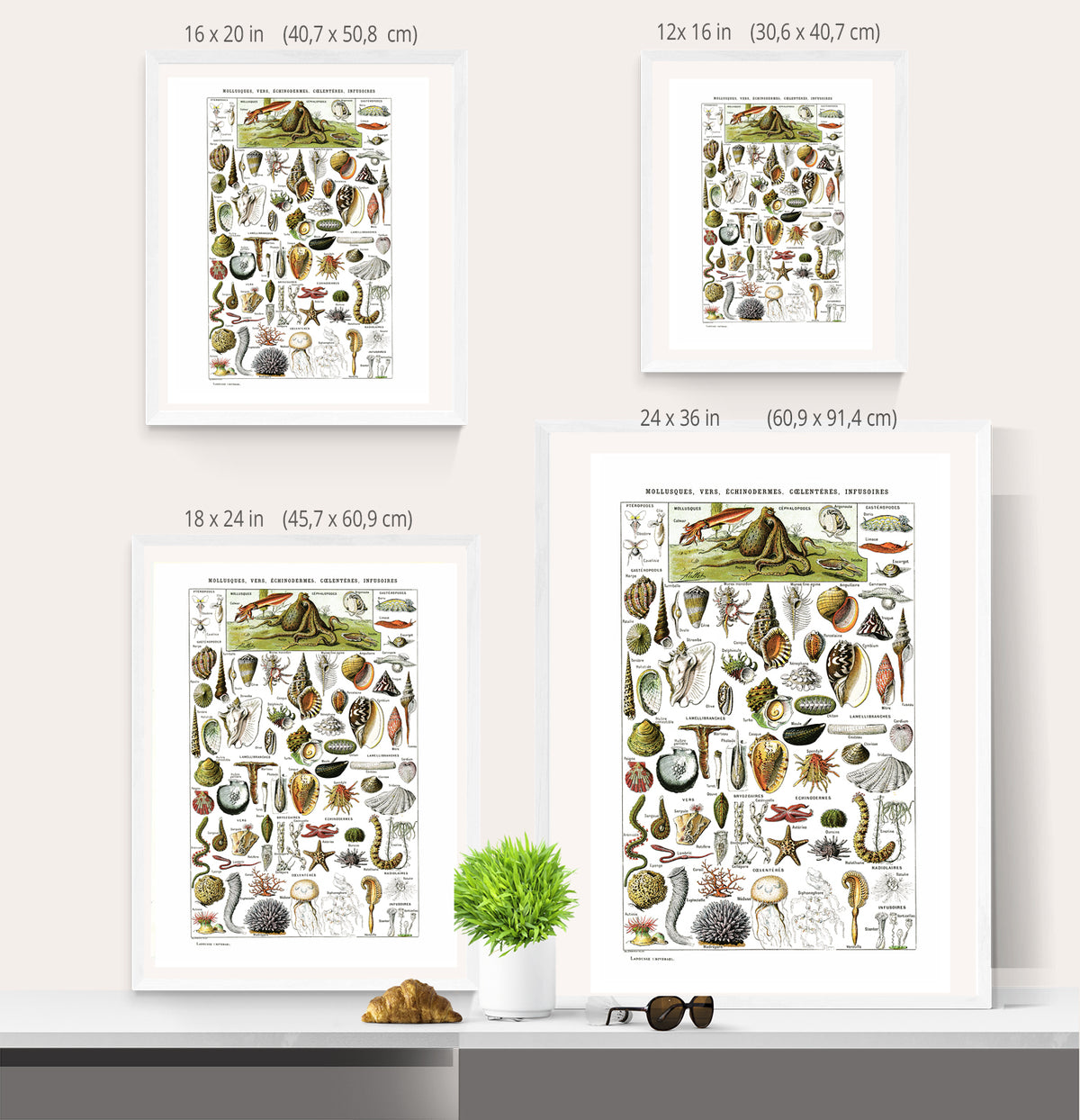 Large sea shells poster