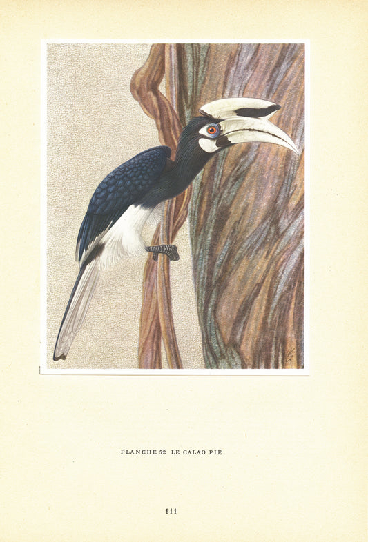 1961 Black and white Oriental pied hornbill bird print