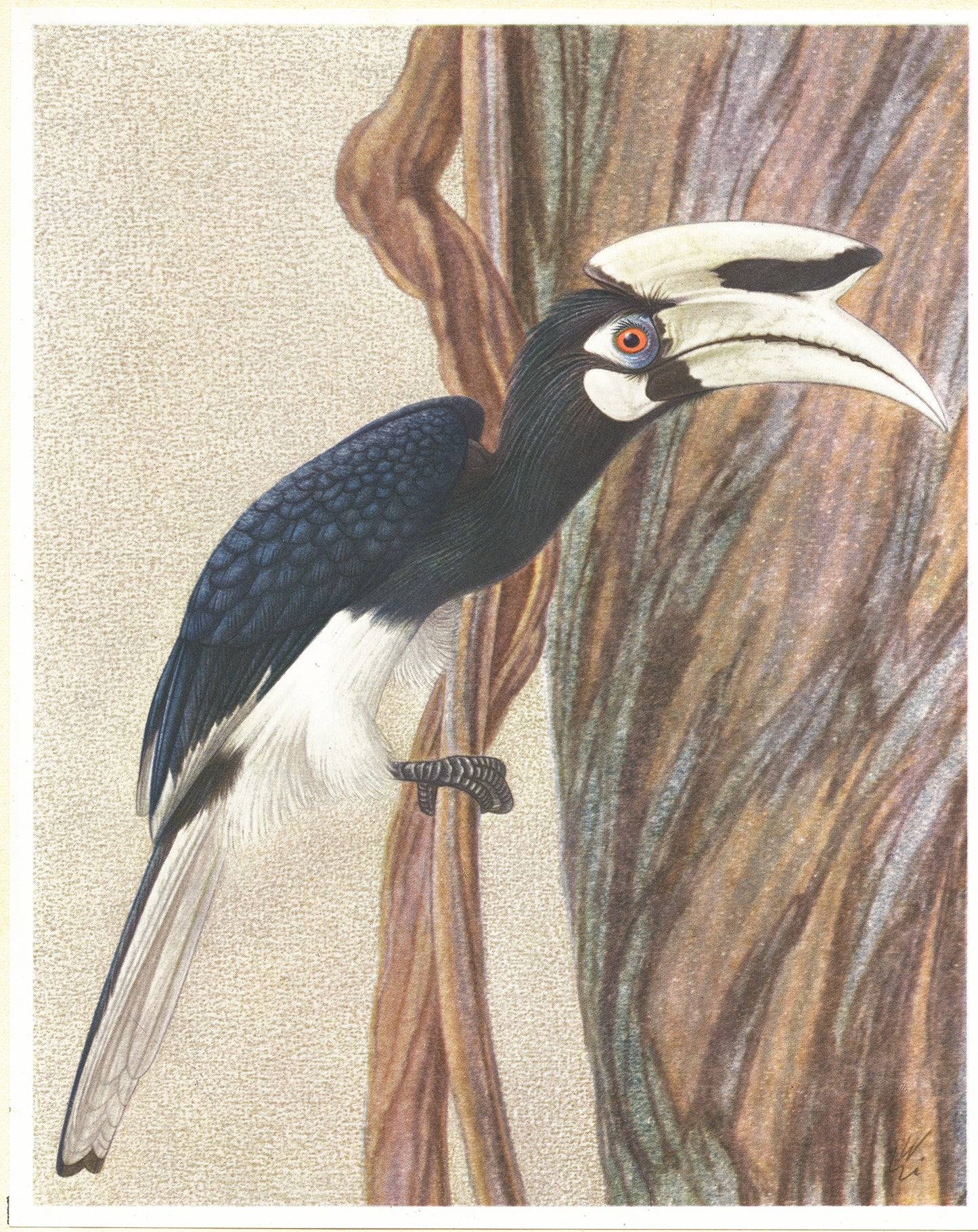 1961 Black and white Oriental pied hornbill bird print