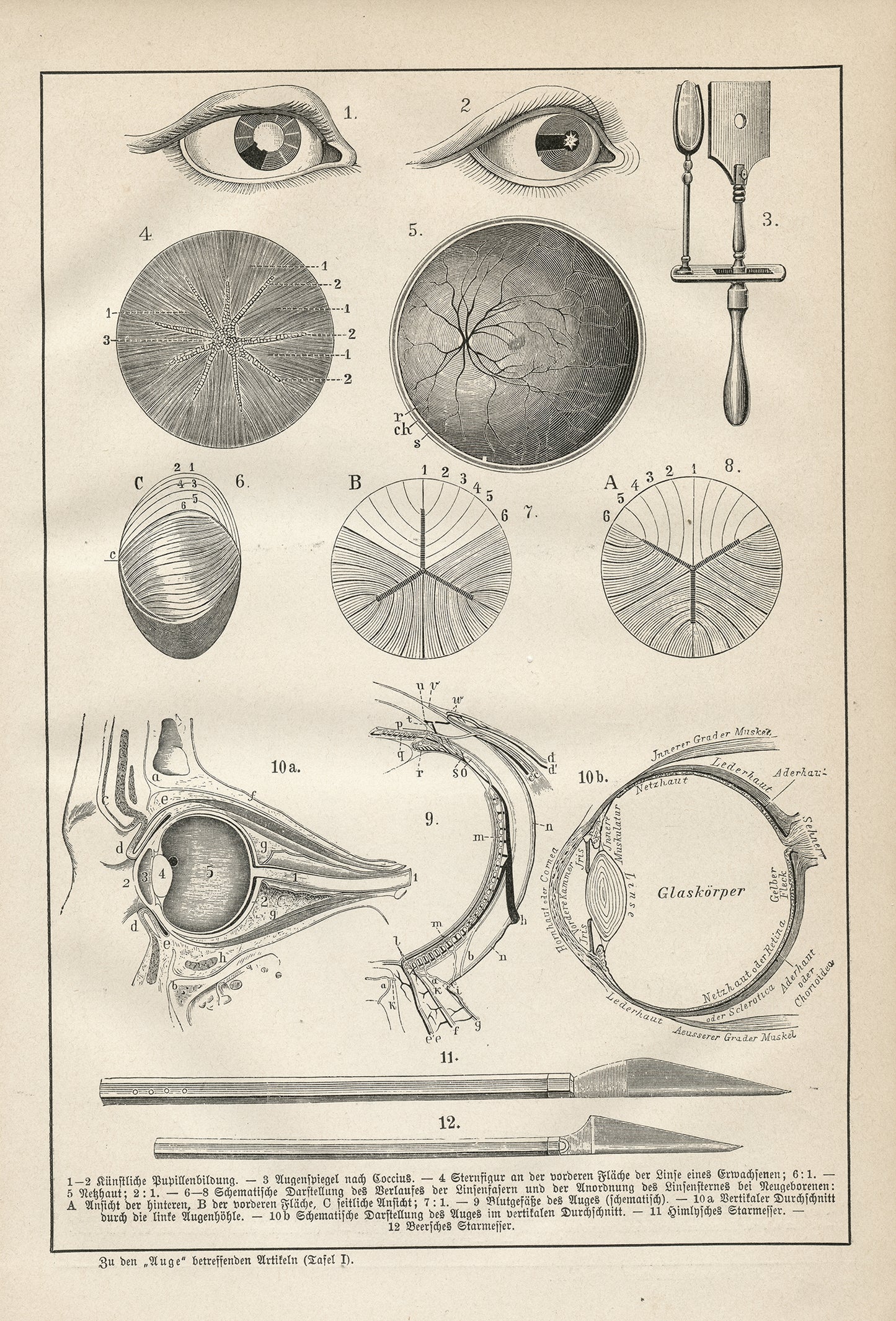 1890 Antique Eye Anatomy Print