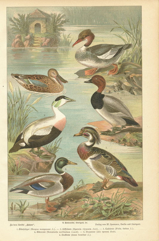 1890 Gravure ancienne de canard