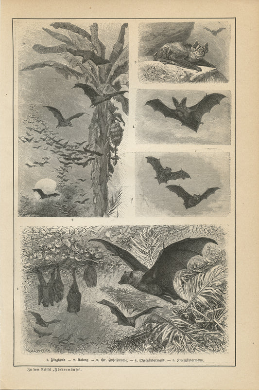 1890 Antique Bats Print