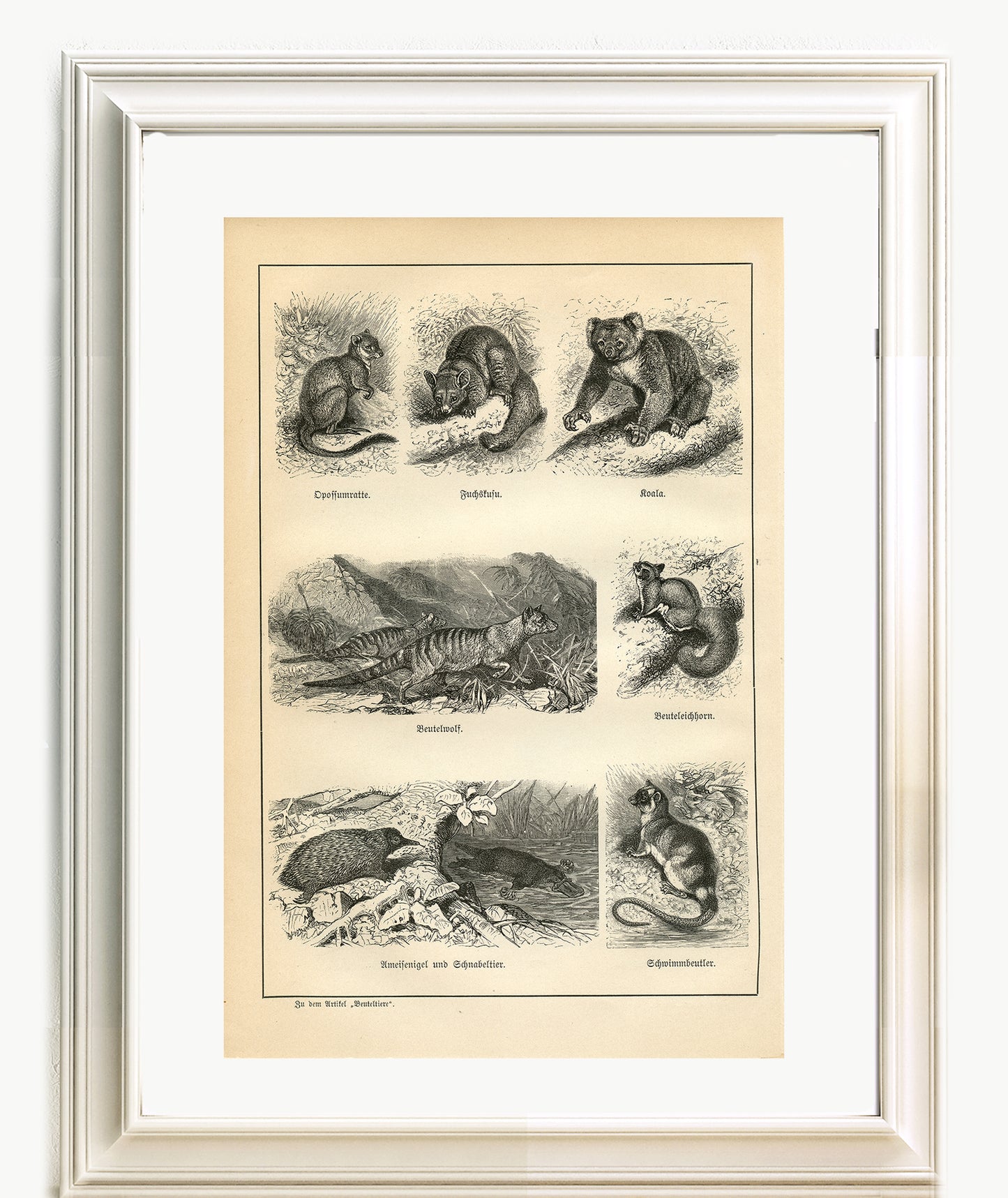 1890 Antique Bears & Marsupials Print