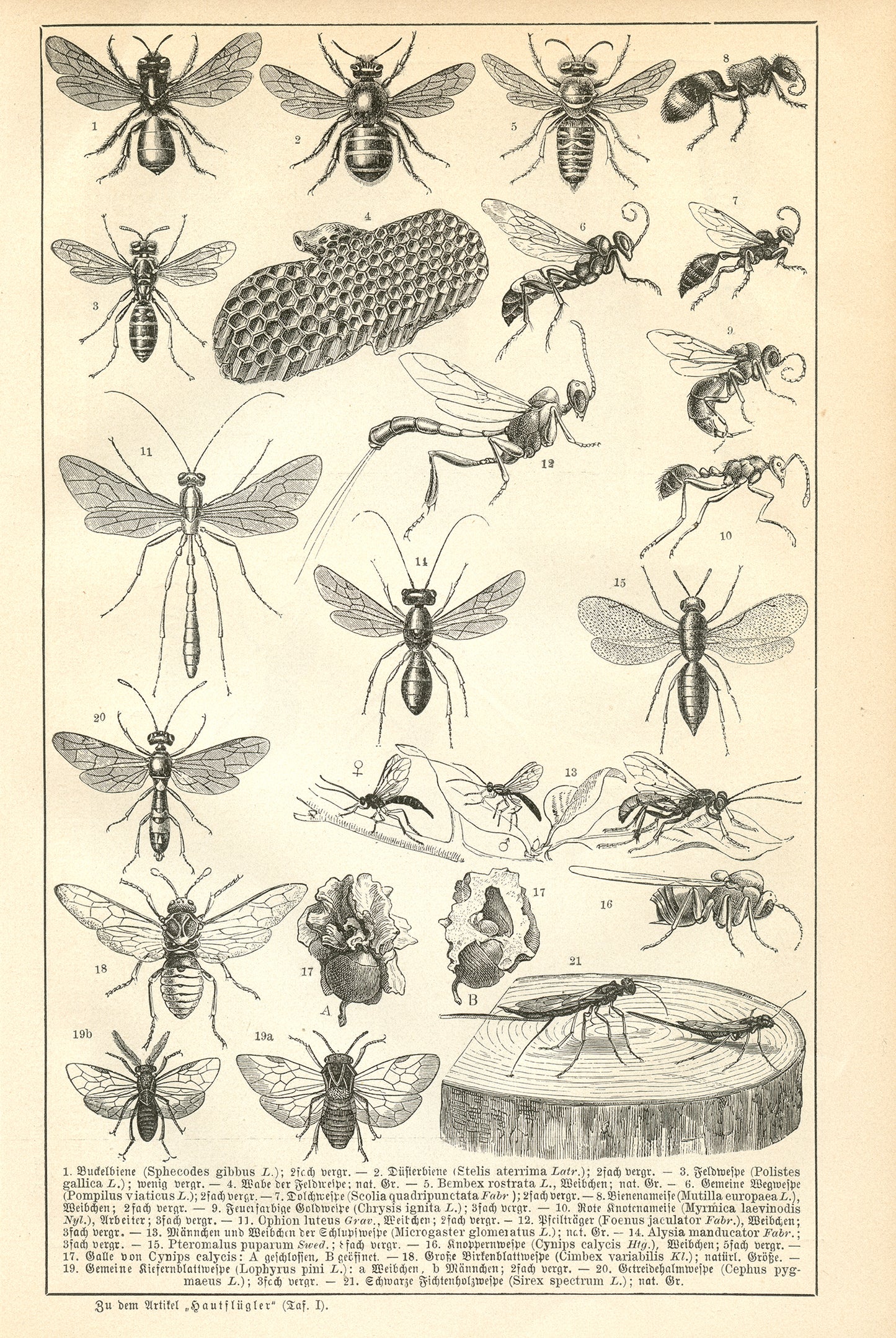 1889 Antique German Ants Engraving + Flying Insects