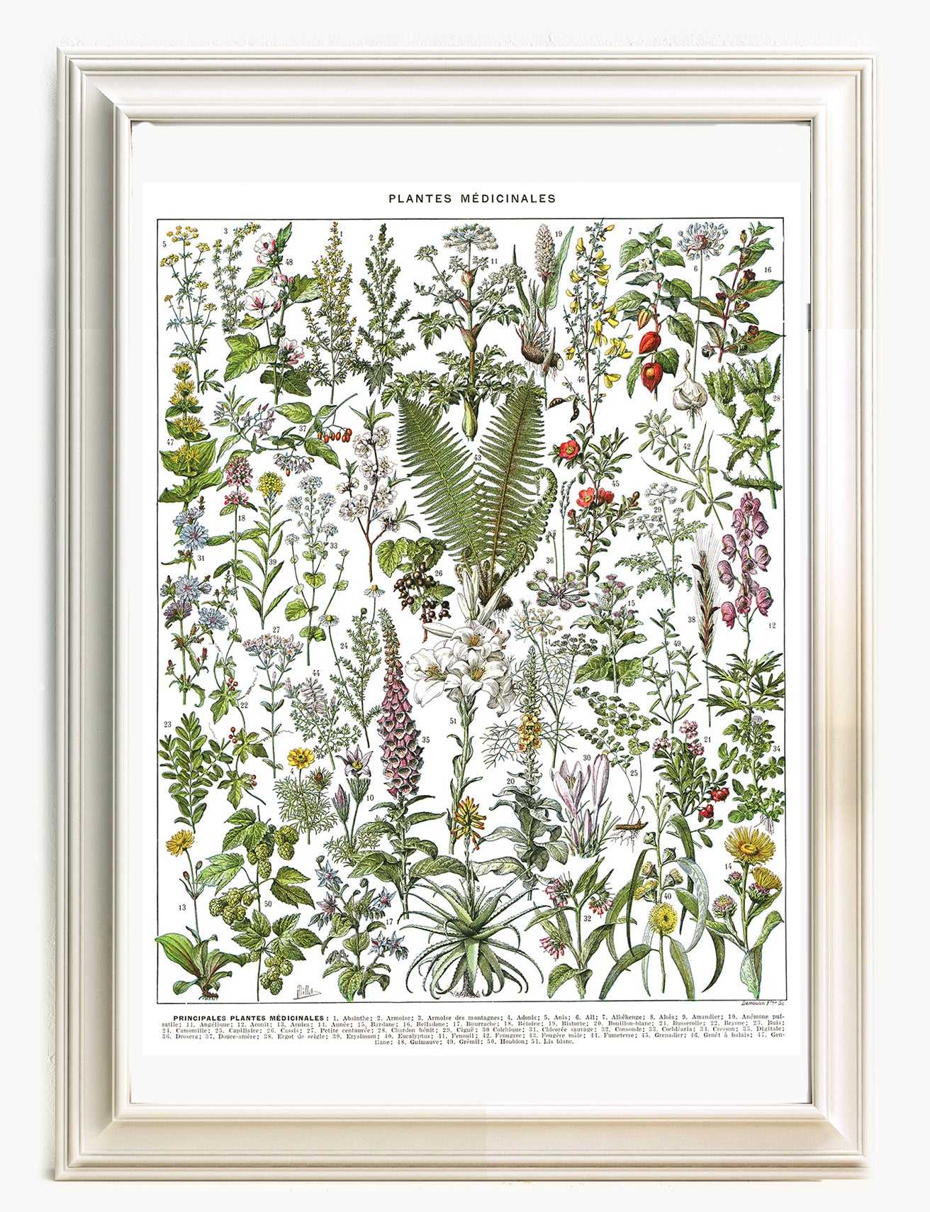 Large medicinal plants botanical poster A to F by Adolphe Millot