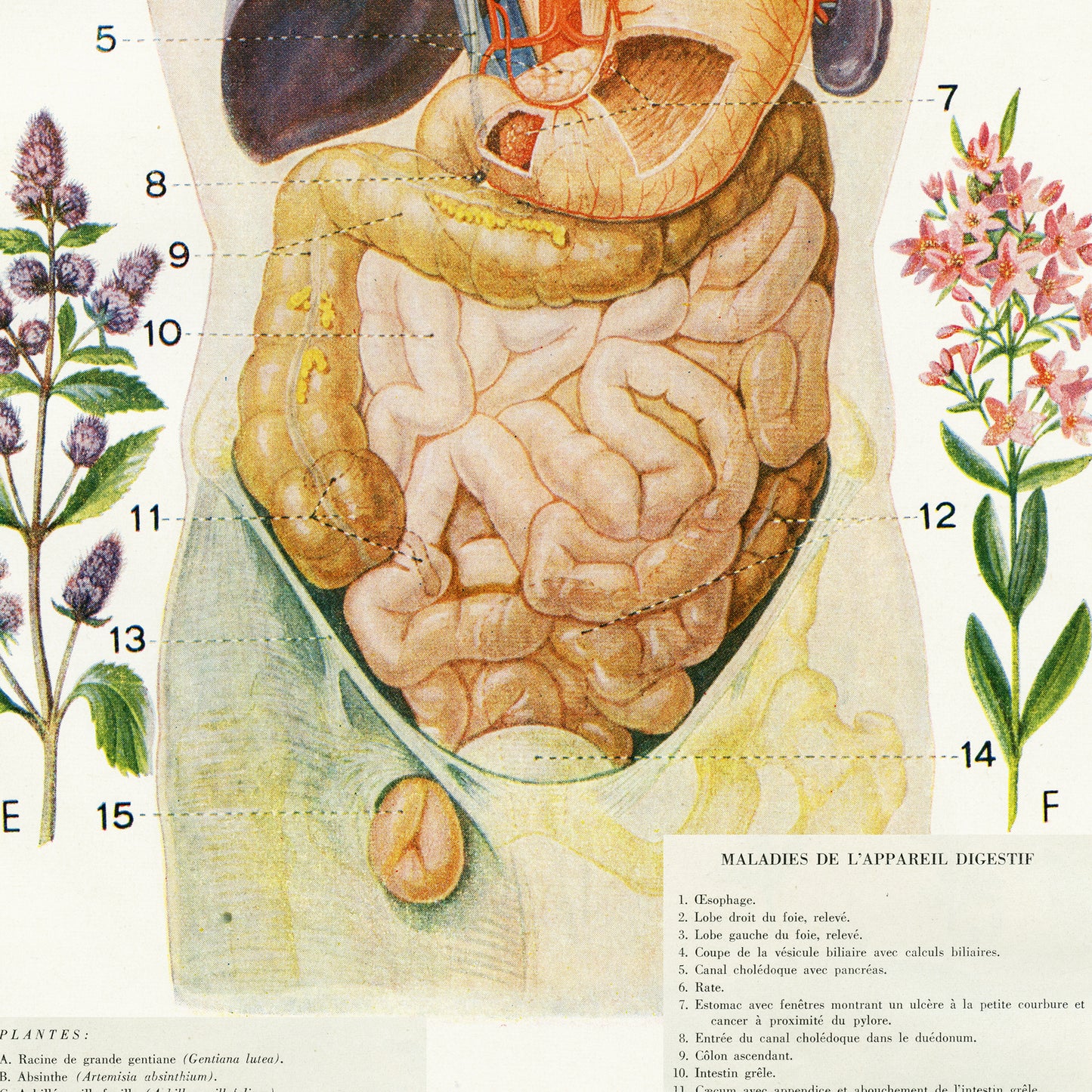 Vintage digestive system anatomy reprint from 1950