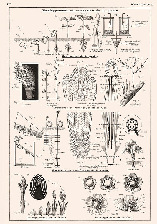 Grande Affiche de Botanique - Racines et Tiges