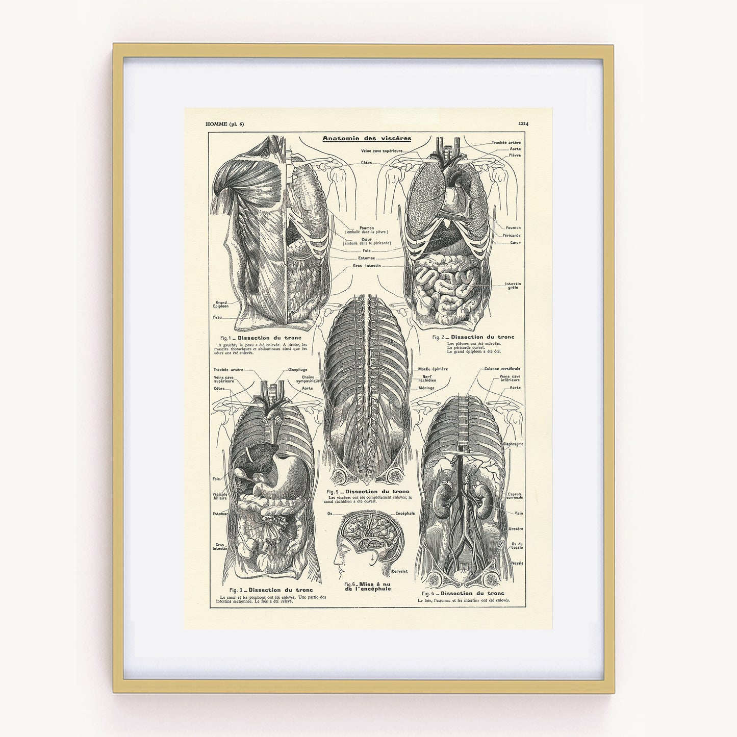 Medical anatomy poster - Viscera / torso