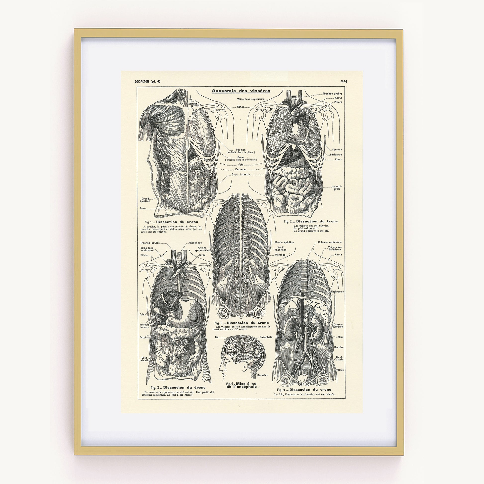 Shop Anatomy Posters