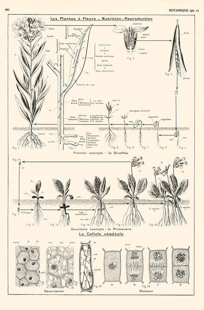Large poster reprint of an antique French botanics dictionary page on the nutrition and reproduction of flowering plants