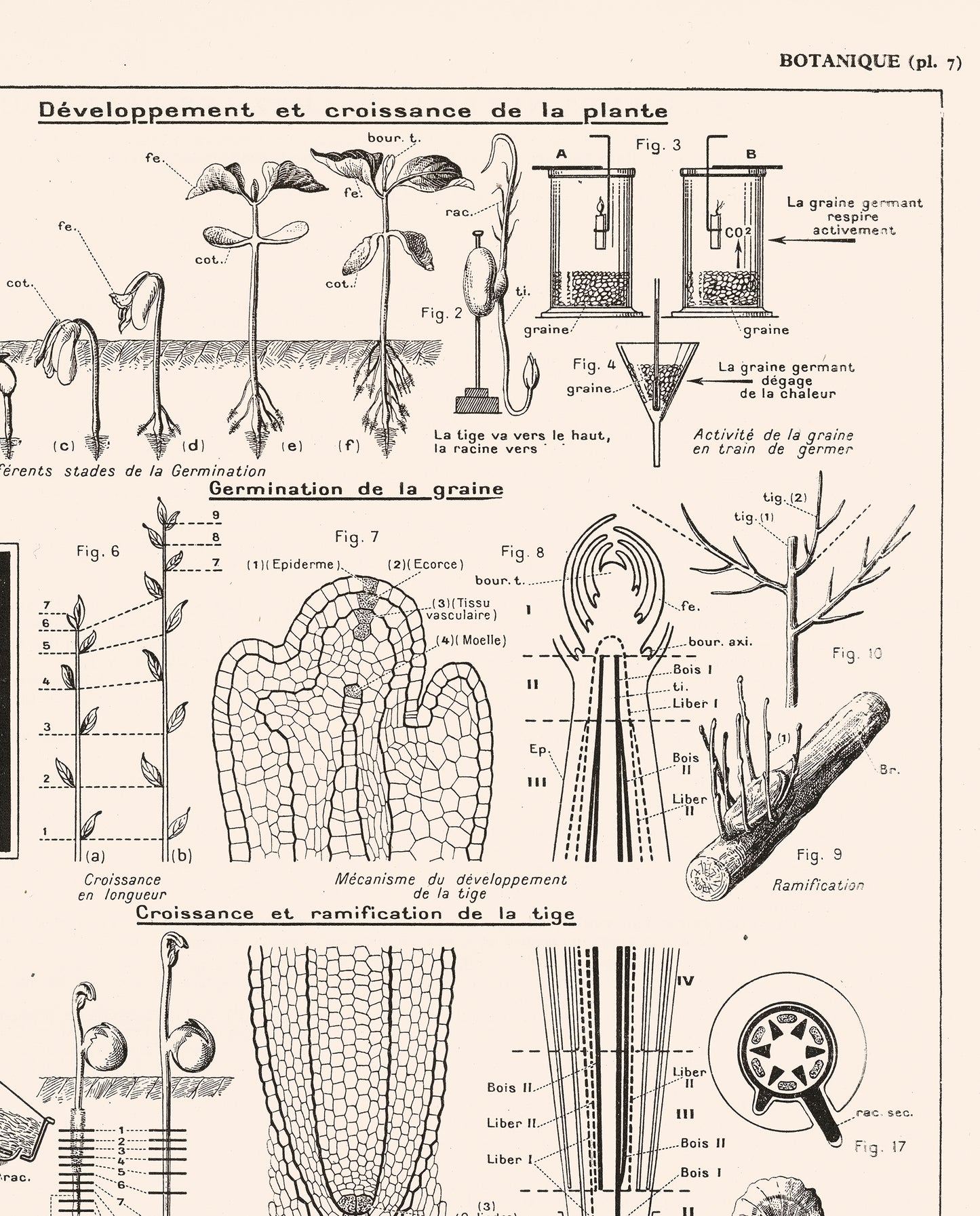 Botanics Poster - Floral Plants' Growth