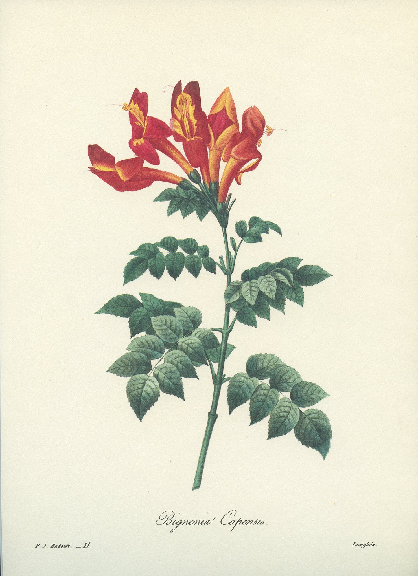 Vintage Redouté Cape Honeysuckle Botanical Print