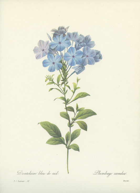 Vintage Redoute Blue Plumbago Botanical Print