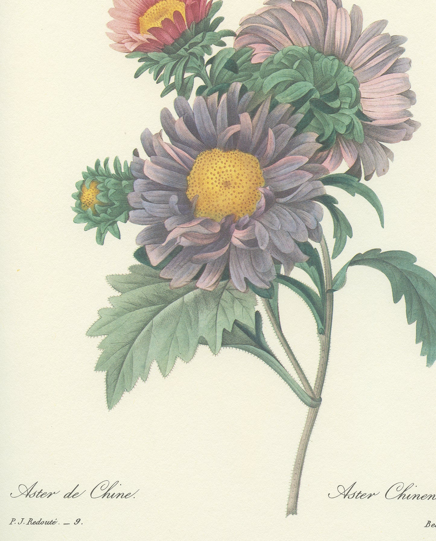 1986 Vintage China Aster Botanical Print by Redouté