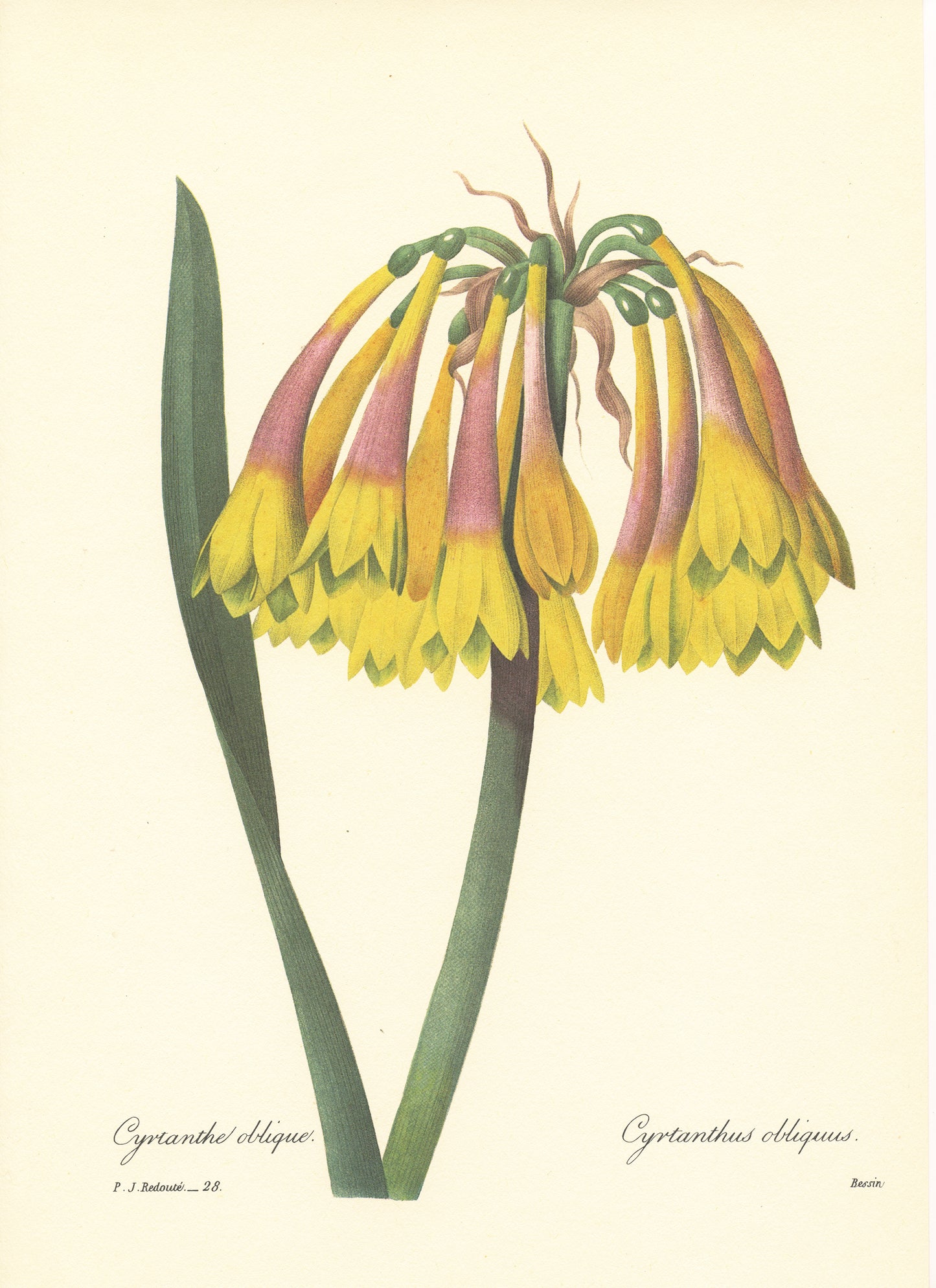 Redouté Cyrtanthus obliquus Knysna lily botanical print