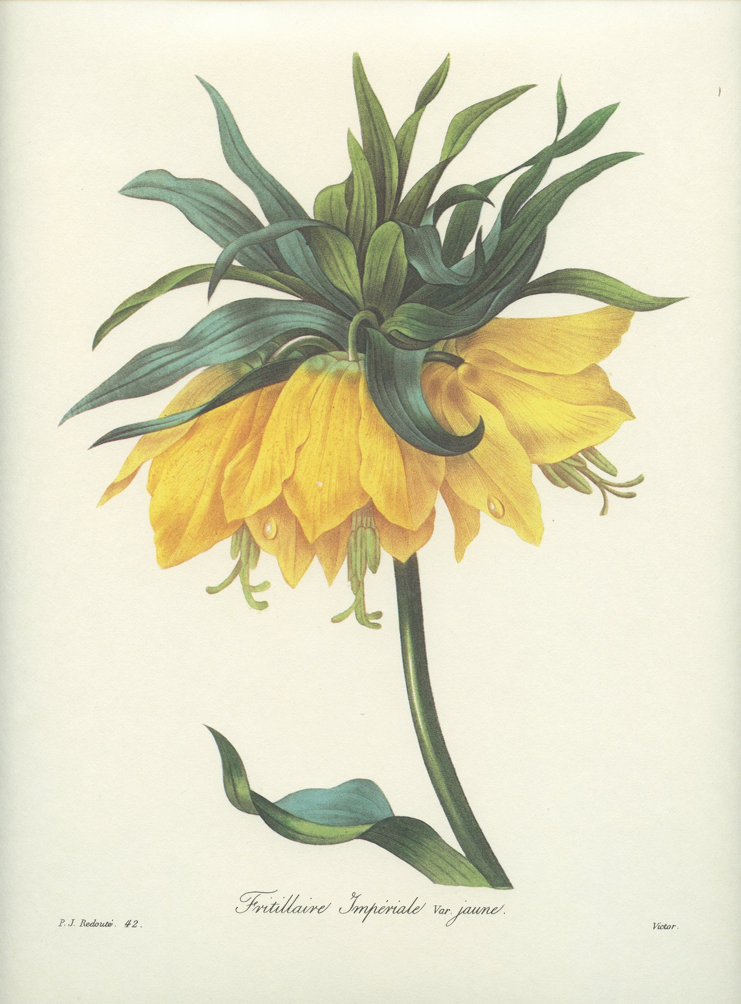 1986 Vintage Yellow Fritillaria Imperialis Botanical Print by Redouté