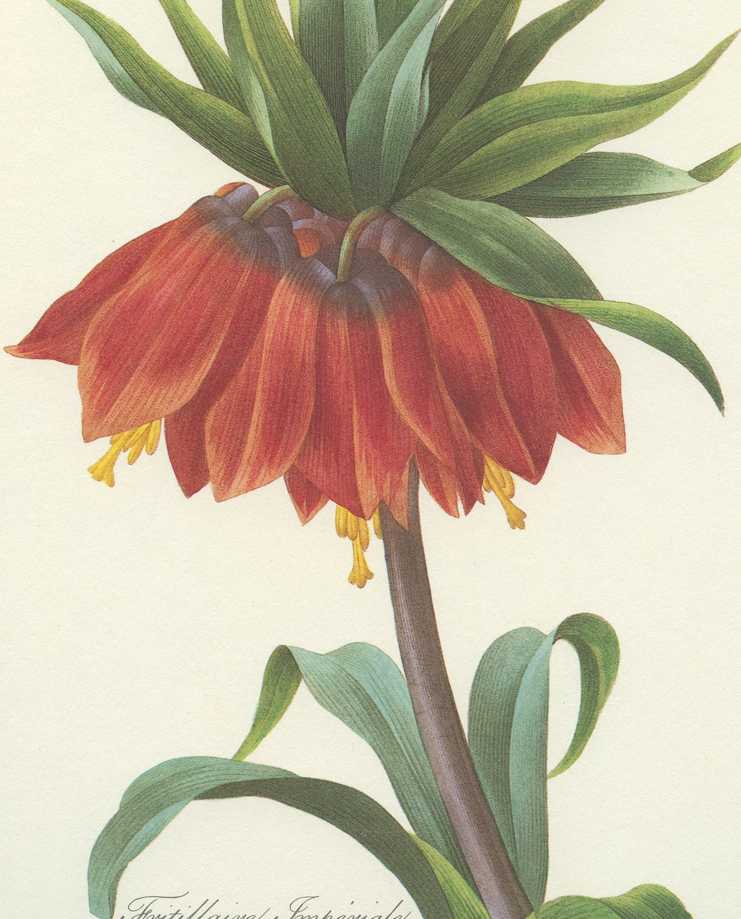 1986 Vintage Red Orange Fritillaria Imperialis Botanical Print by Redouté