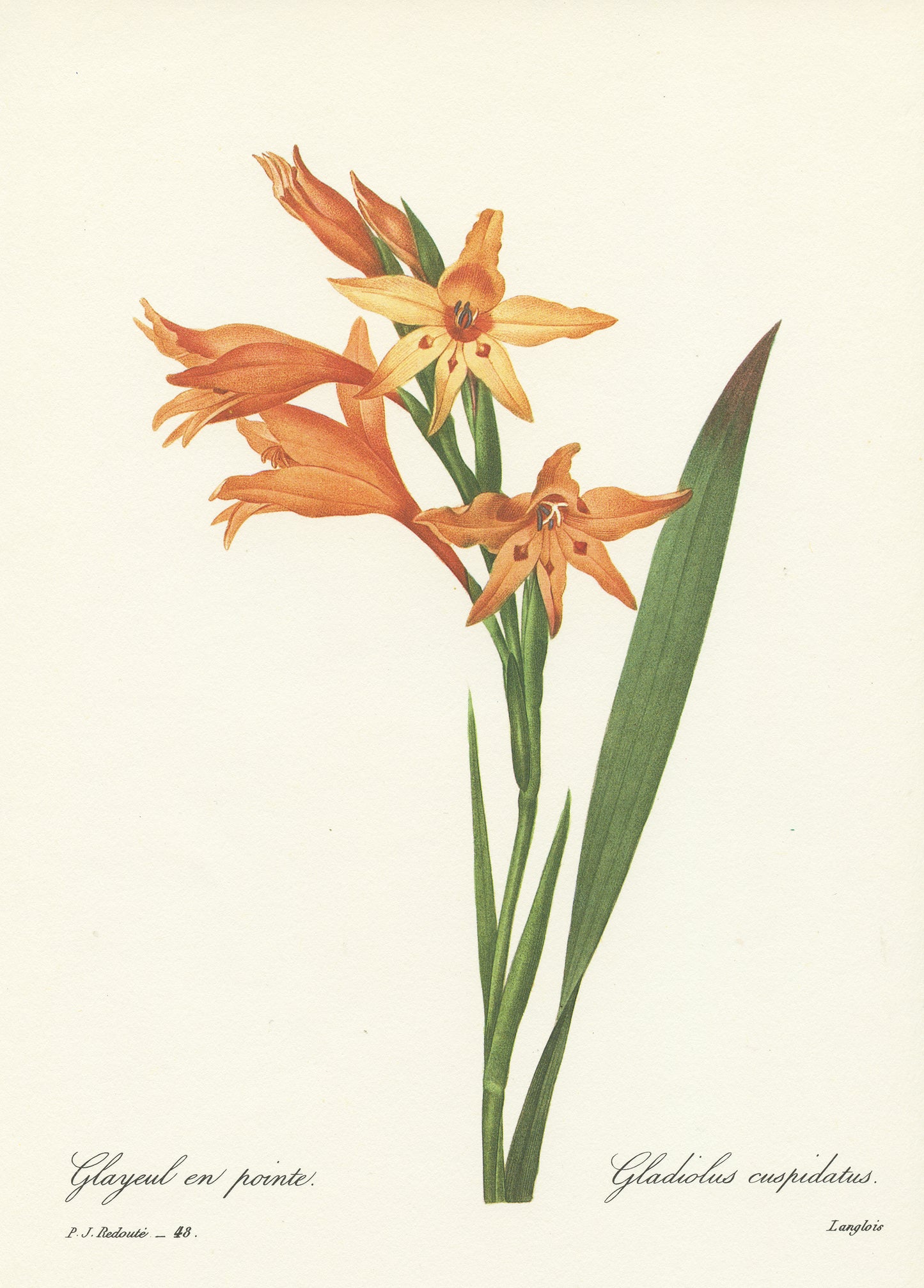 1986 Vintage Redouté Gladiolus Botanical Print