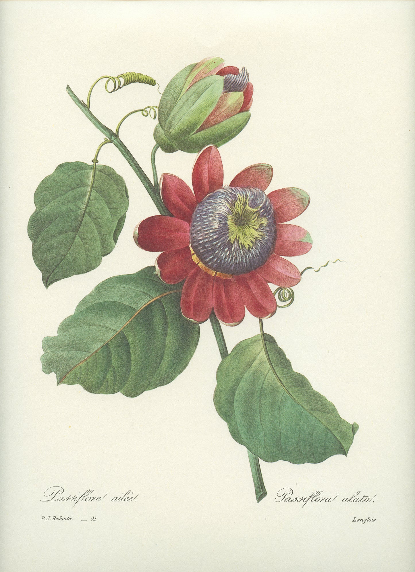 1986 Vintage Passiflora Redouté Botanical Print