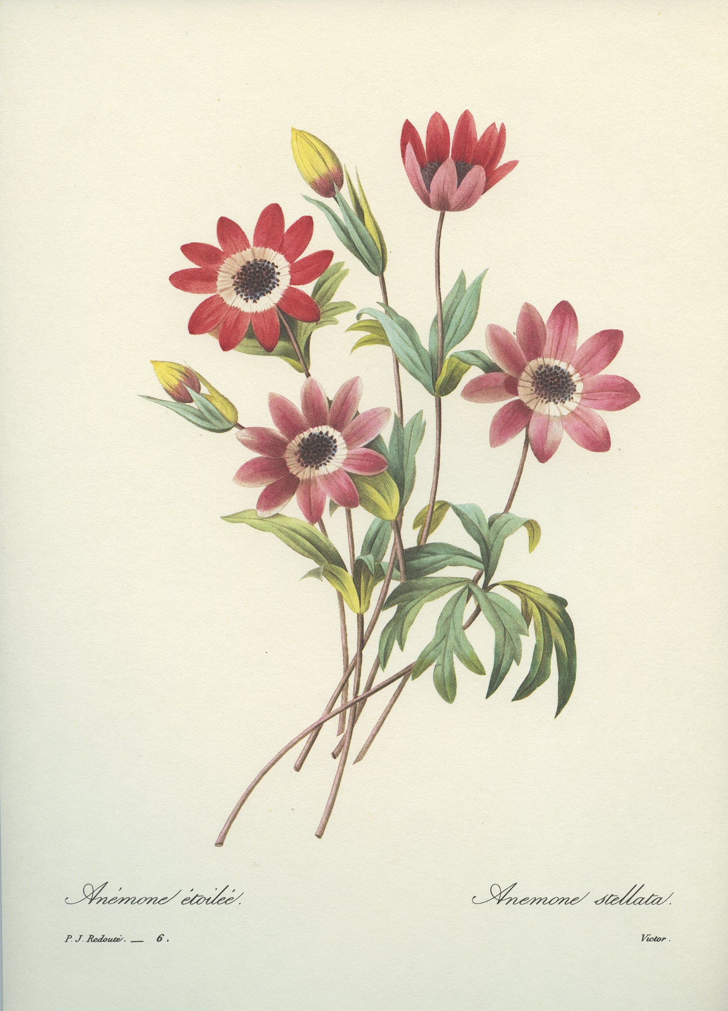 1986 Redouté Anemone Stellata Botanical Print