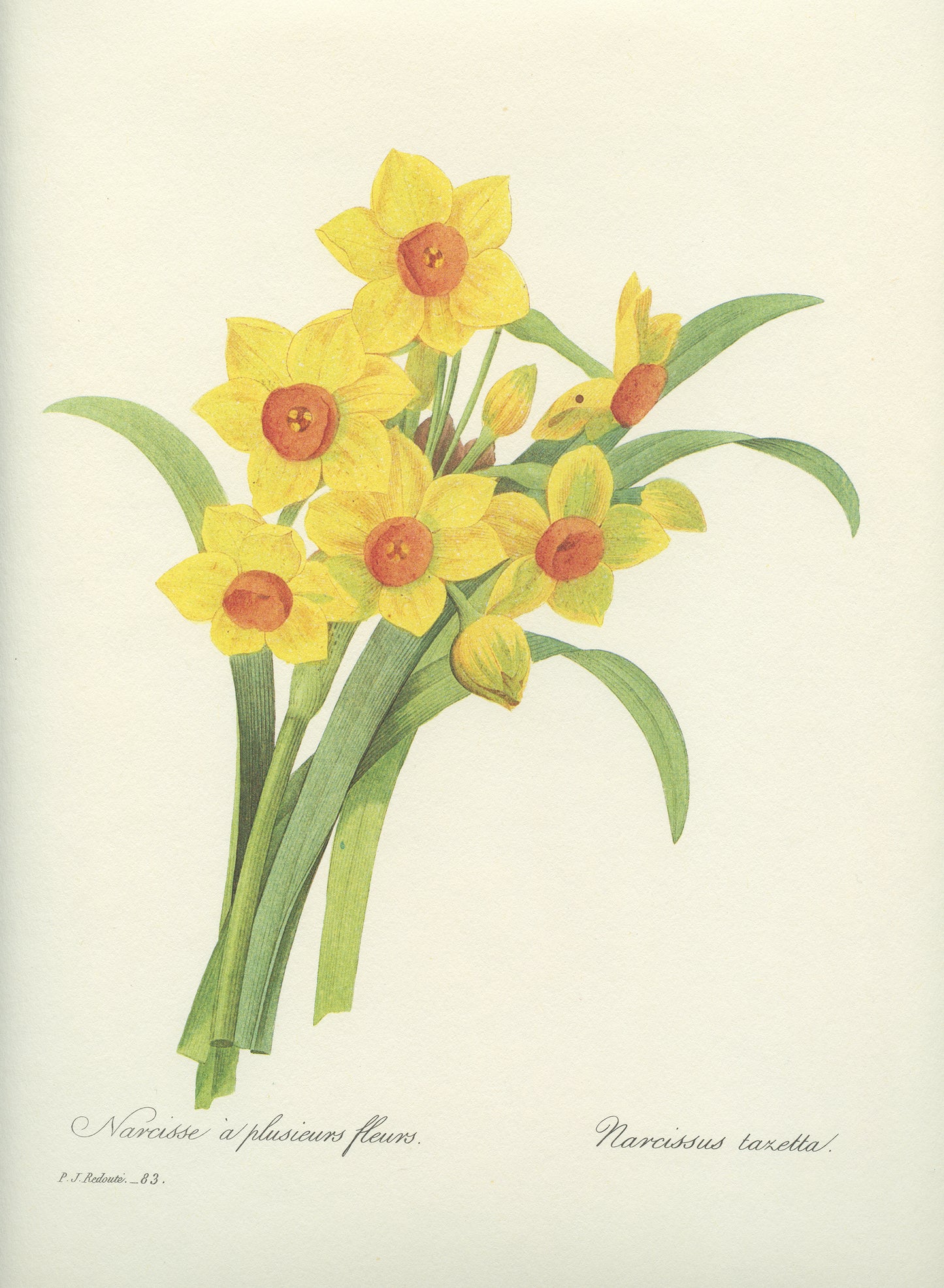 1986 Vintage Yellow Dafffodils Botanical Print by Redouté