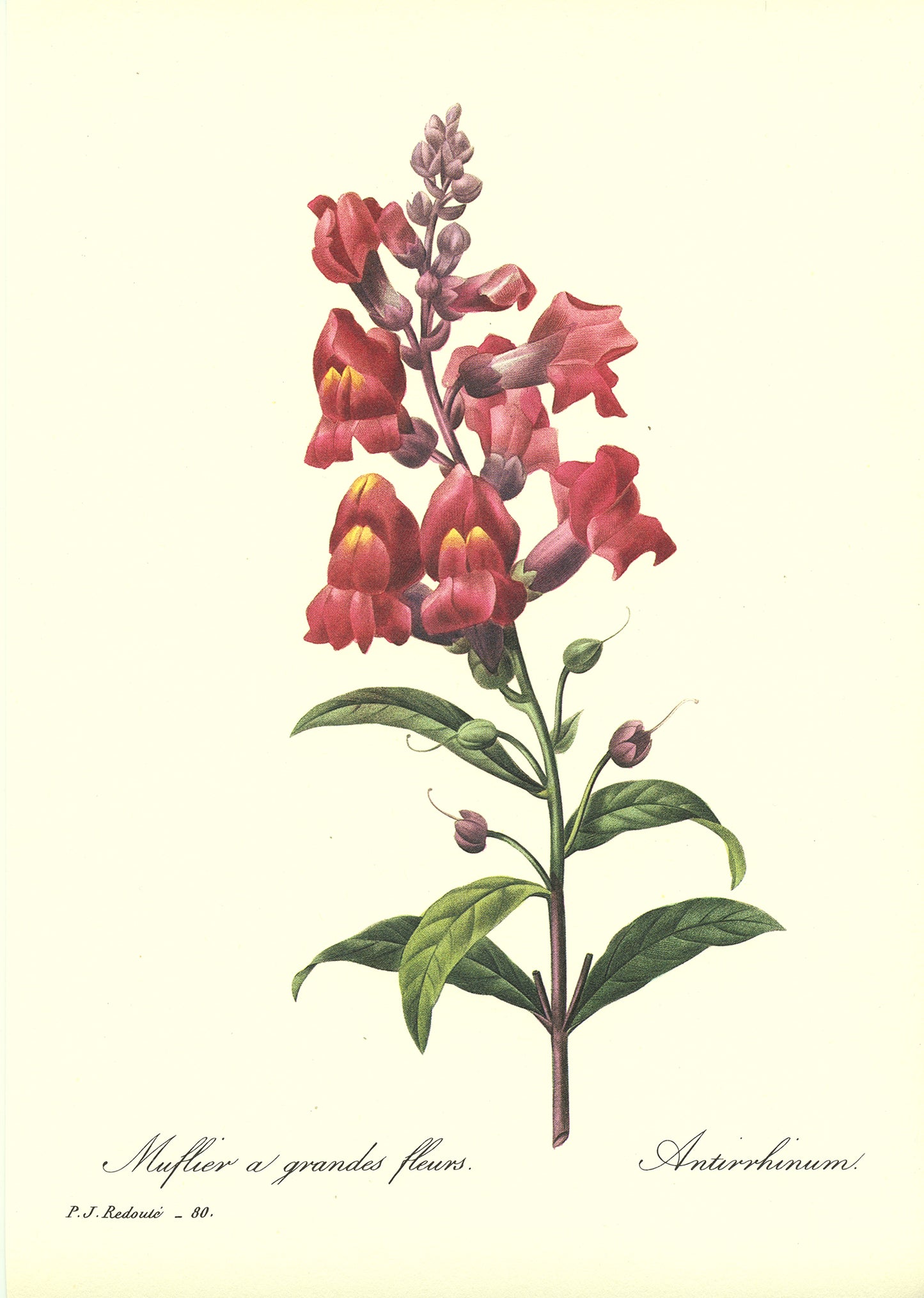 1986 Redouté Red Snapdragon Botanical Print