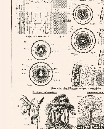 Roots and stems cell structure botanical poster. French vintage dictionary page